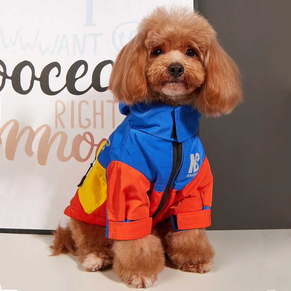 Veste Coupe-vents et Waterproof pour chiots et French Bulldog
